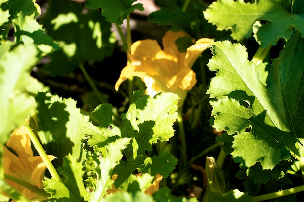 le zucchine