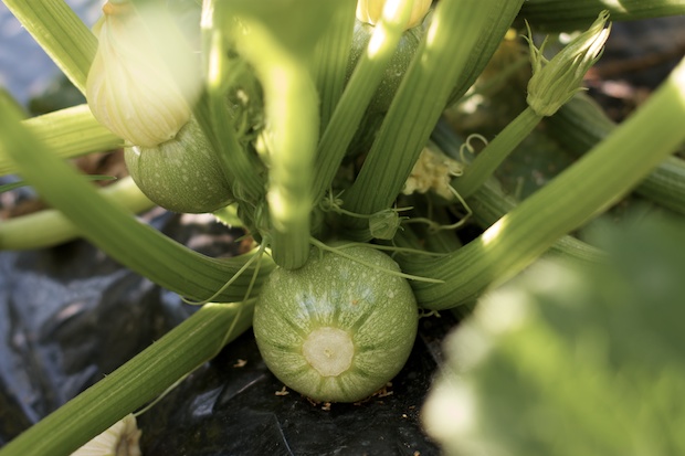 le zucchine